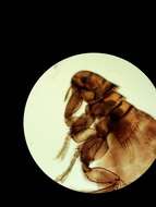 Image of Dog flea