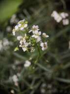 Image de Lobularia canariensis subsp. canariensis