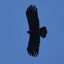 Image of Asian Black Eagle