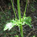 Centranthus calcitrapae var. calcitrapae resmi