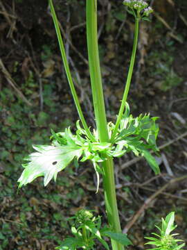 Centranthus calcitrapae var. calcitrapae resmi