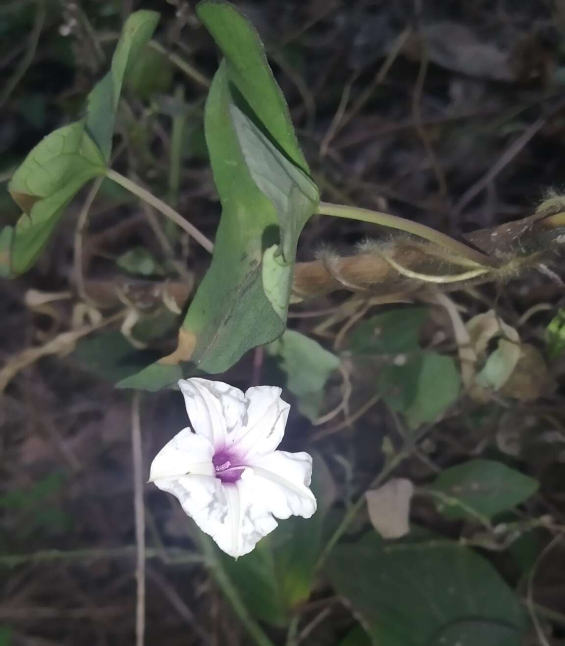 Image of Ipomoea sagittifolia Burm. fil.