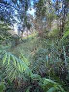 Image of Menisciopsis cyatheoides (Kaulf.) S. E. Fawc. & A. R. Sm.