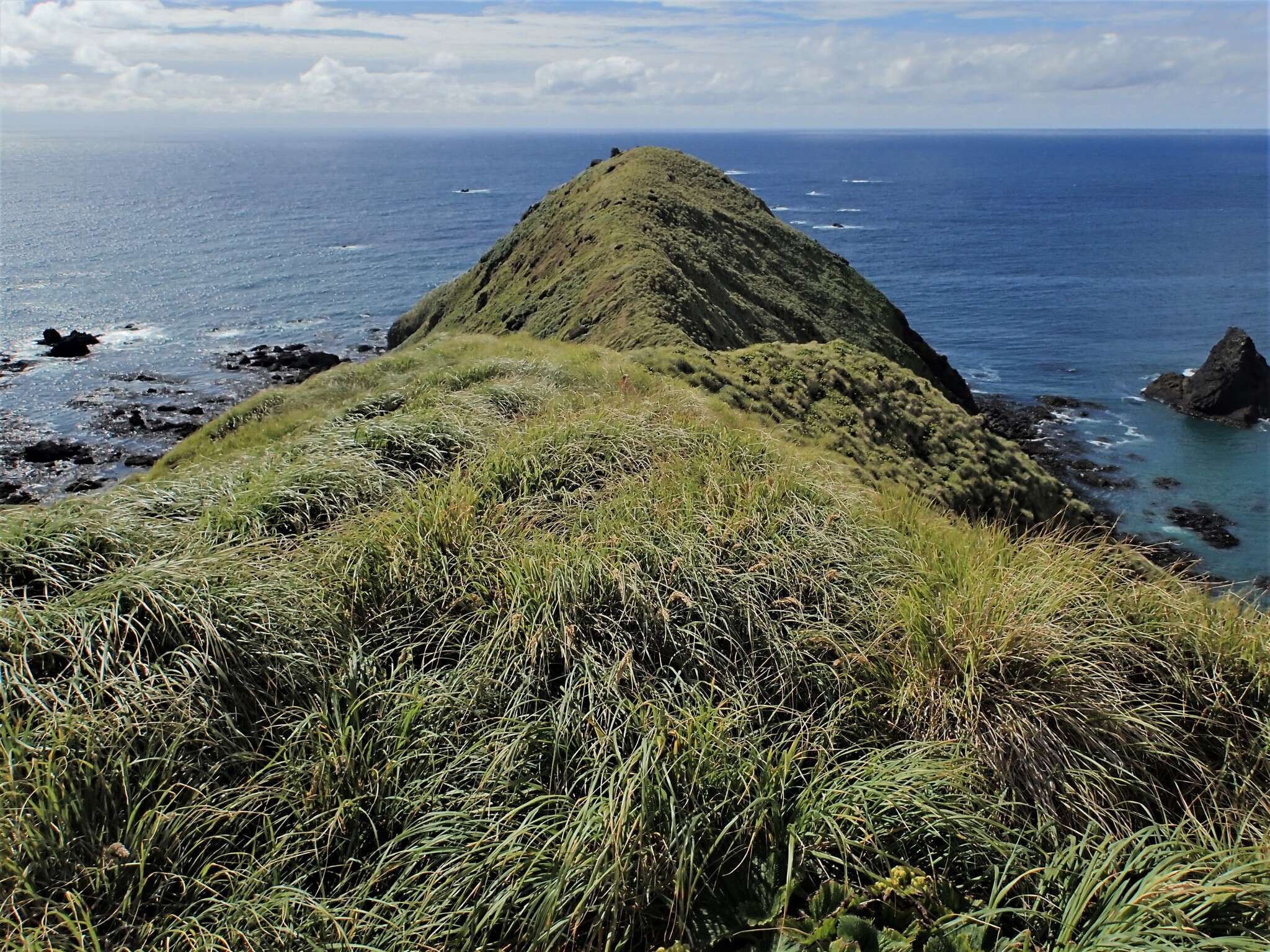 Image of Poa foliosa (Hook. fil.) Hook. fil.