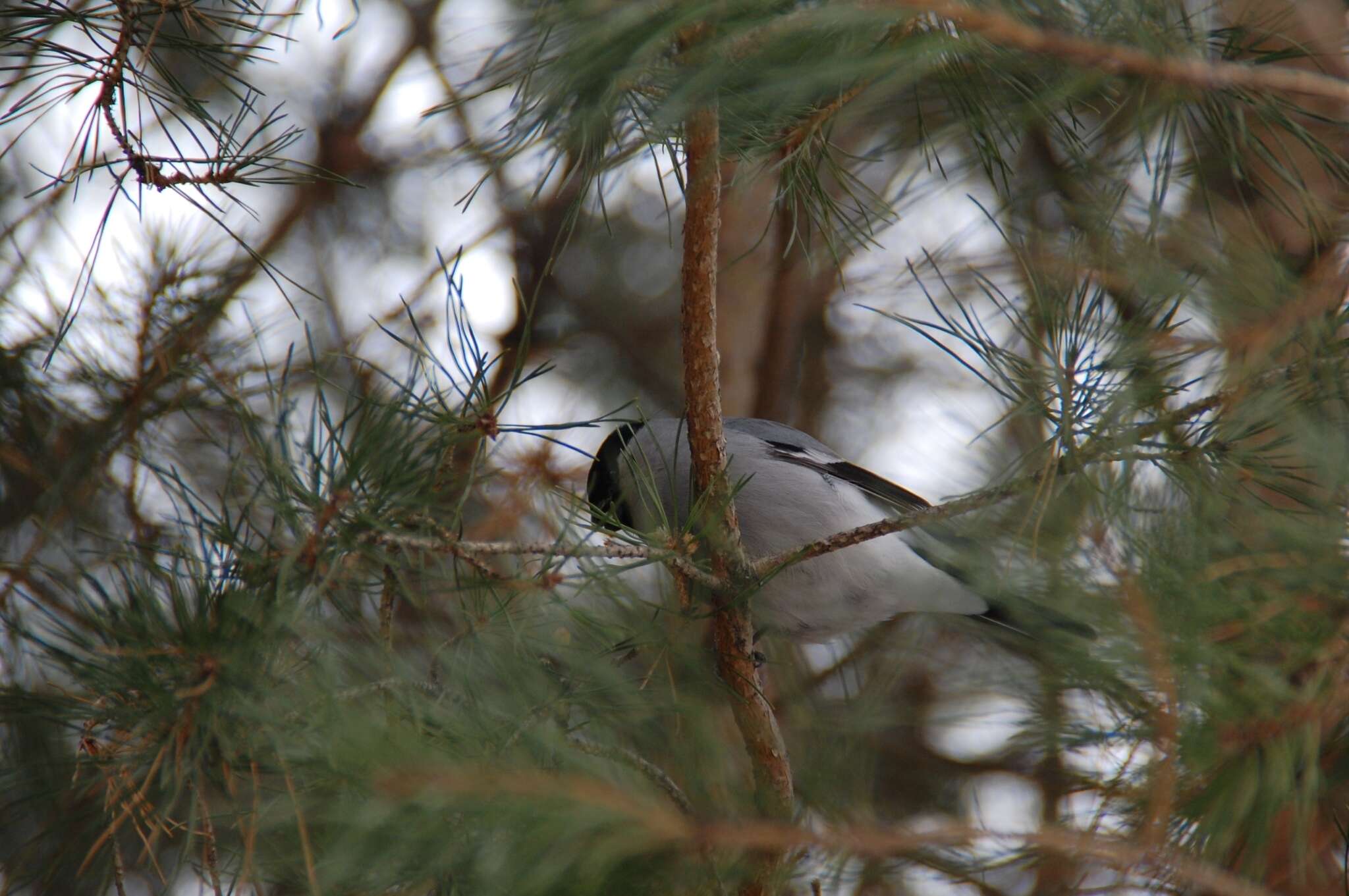 Image of Baikal Bullfinch