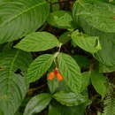 Image of Begonia kalbreyeri (Oliv.) L. B. Sm. & B. G. Schub.