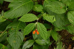 Image of Begonia kalbreyeri (Oliv.) L. B. Sm. & B. G. Schub.