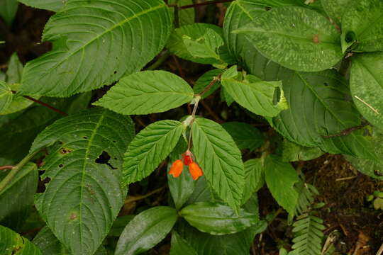 Image of Begonia kalbreyeri (Oliv.) L. B. Sm. & B. G. Schub.