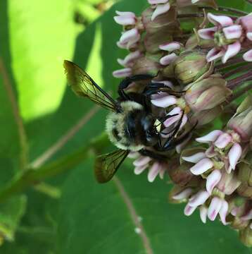 Image of Xylocopa virginica virginica (Linnaeus 1771)