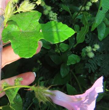 Слика од Ipomoea ficifolia Lindl.