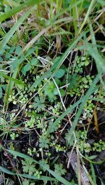 Image of Hydrocotyle dissecta Hook. fil.