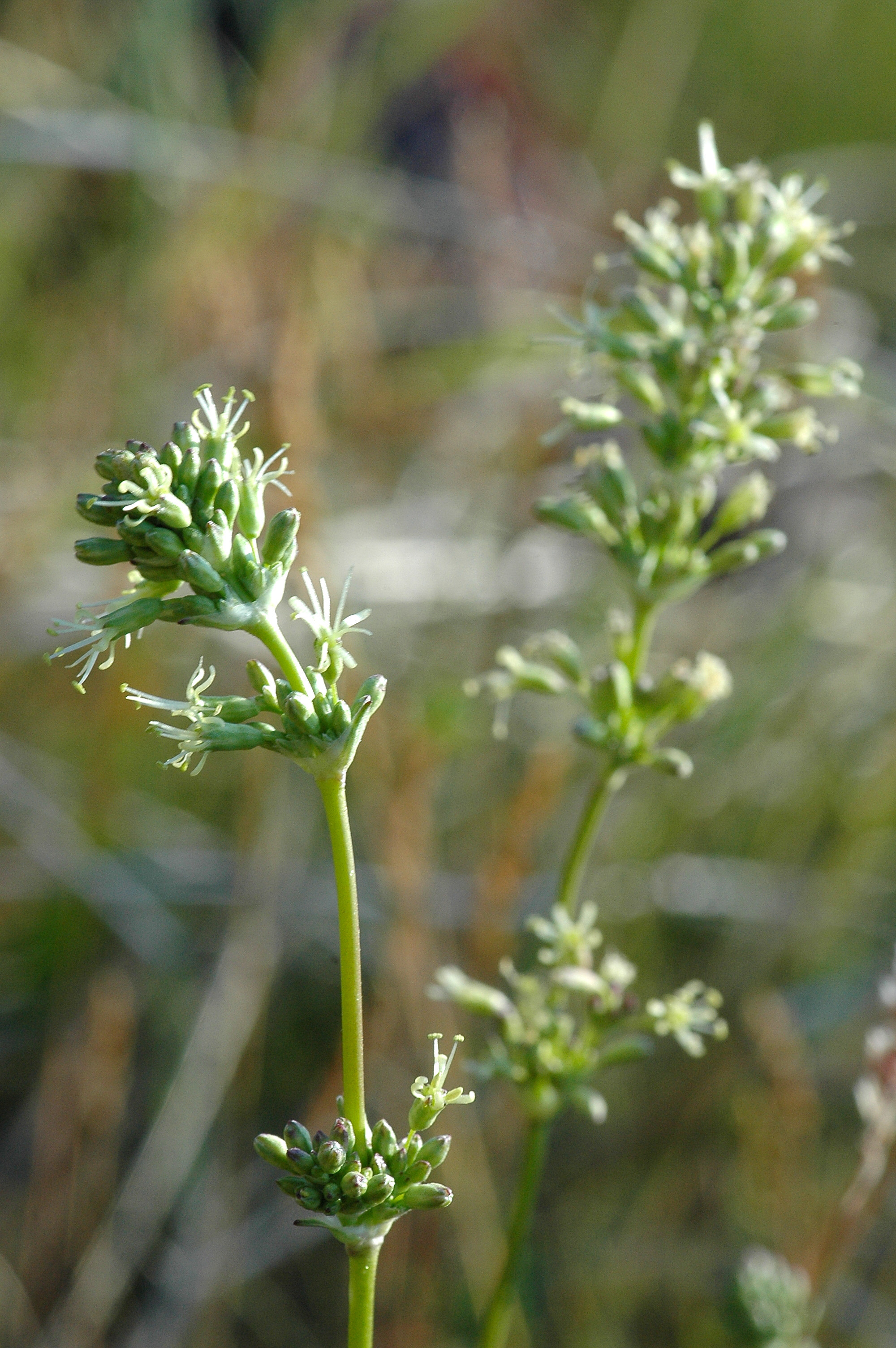 Silene otites (rights holder: Bas Kers (NL))