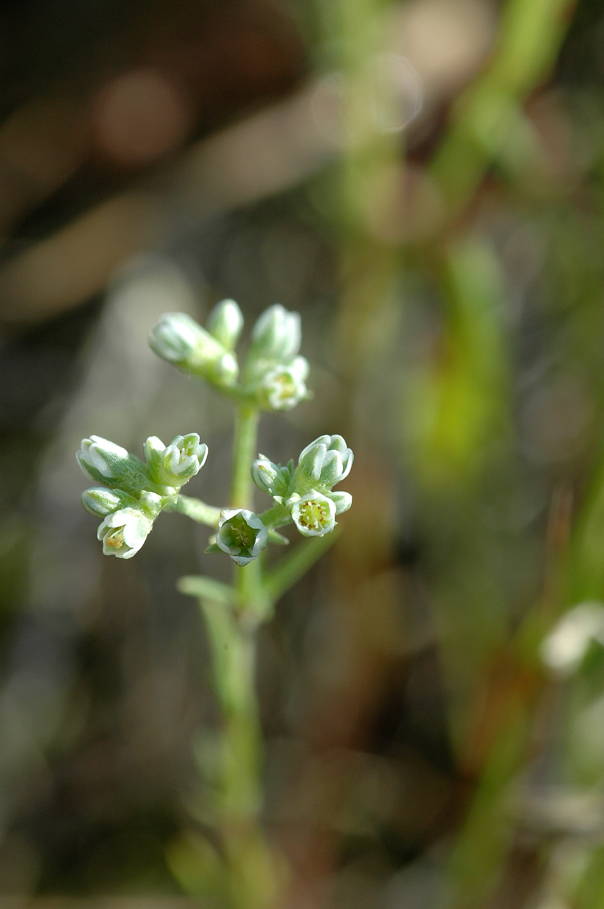 Scleranthus perennis (rights holder: Bas Kers (NL))