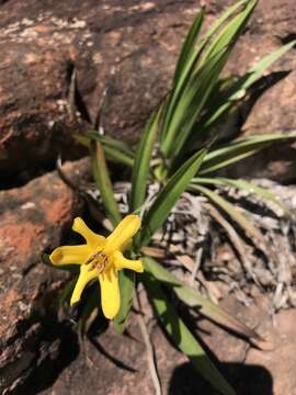 Image of Barbacenia longiflora Mart.