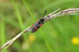 Image of Zygaena oxytropis Boisduval 1828