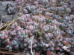 Image de Sedum commixtum R. Moran & P. C. Hutchison