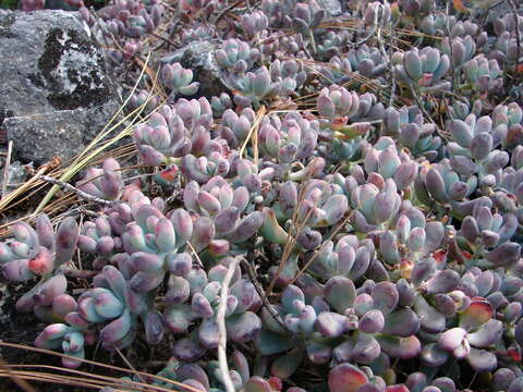 Image of Sedum commixtum R. Moran & P. C. Hutchison