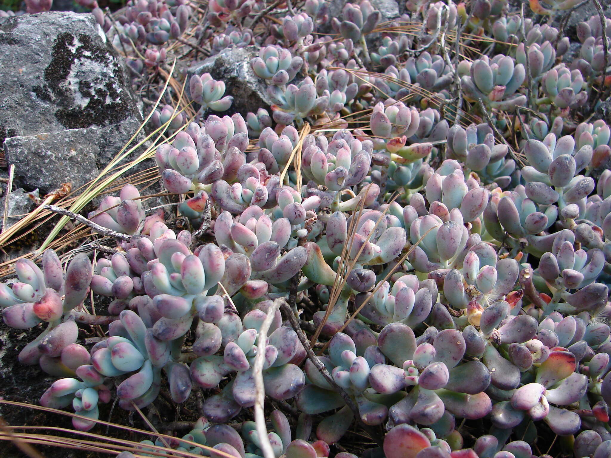 Imagem de Sedum commixtum R. Moran & P. C. Hutchison