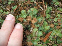 Image of Marchantia berteroana Lehm. & Lindenb.