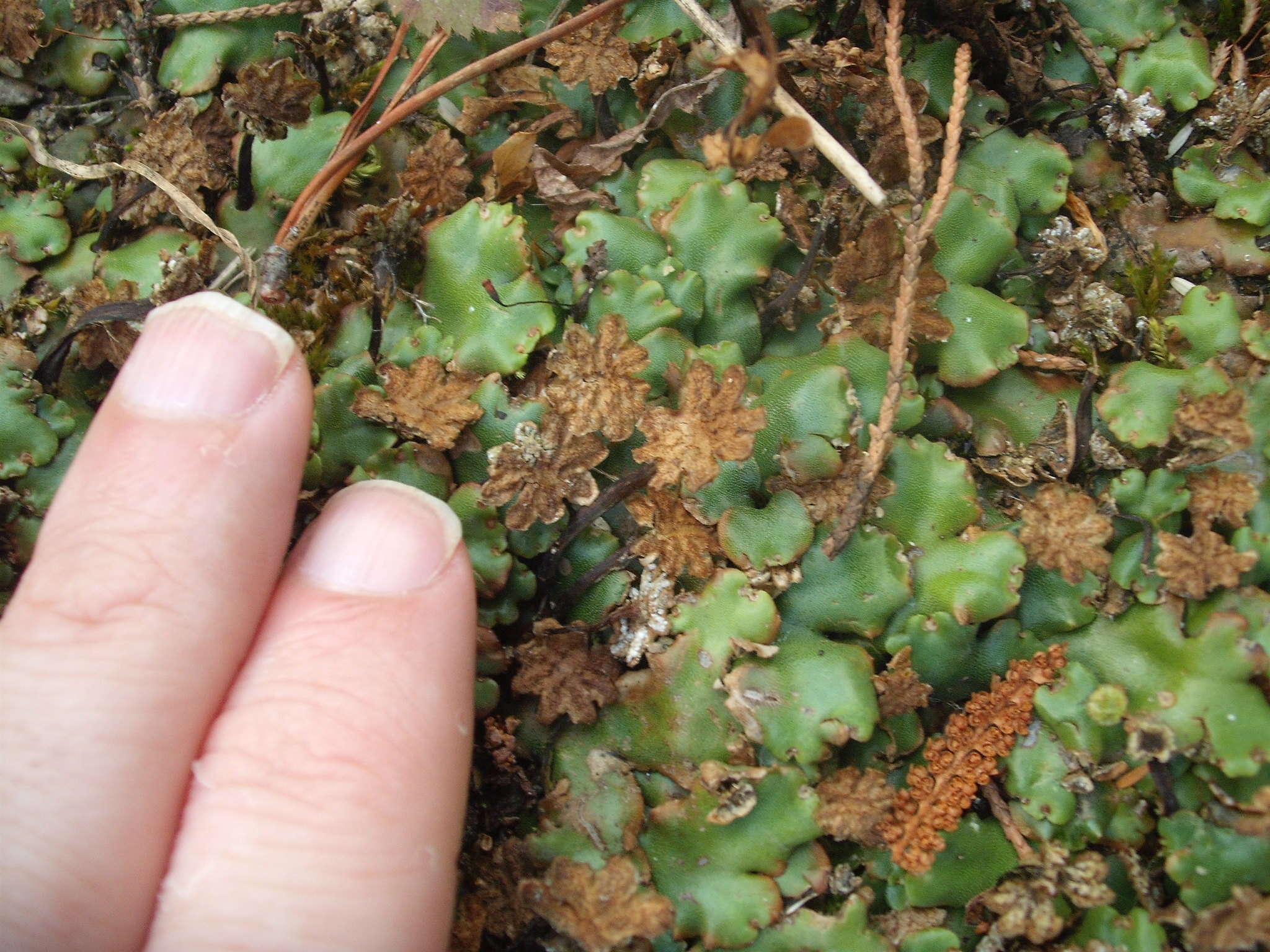 Marchantia berteroana Lehm. & Lindenb. resmi