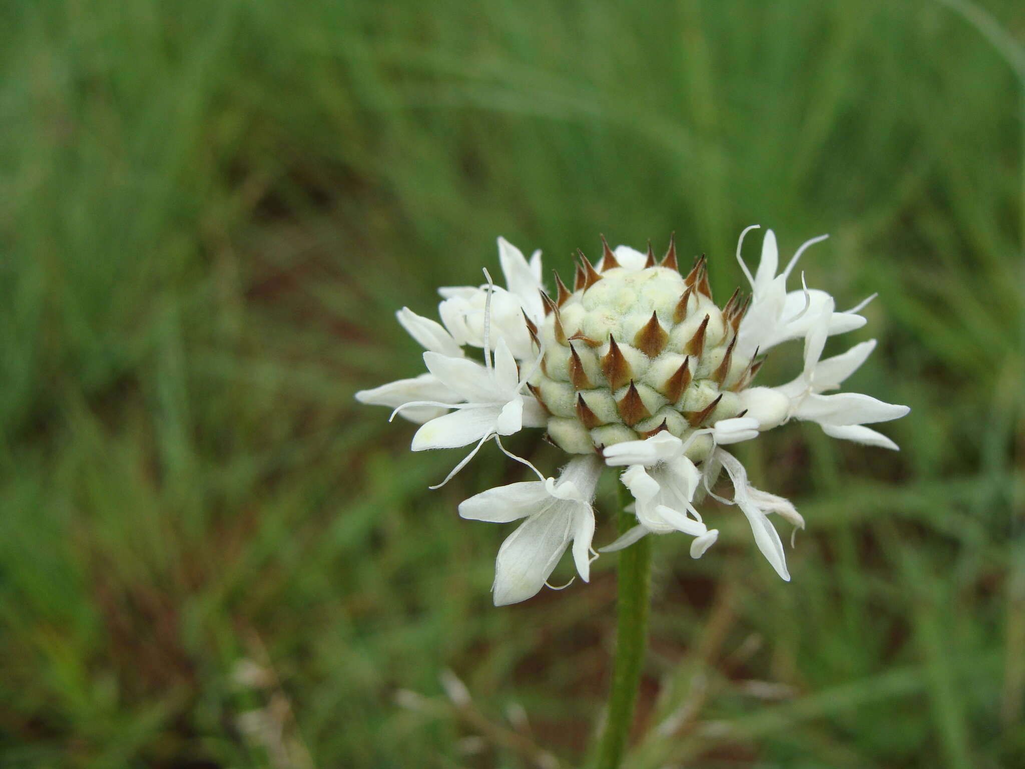 Image of Mock scabious