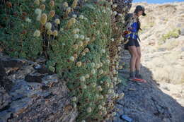 Image of Petrophytum caespitosum subsp. caespitosum