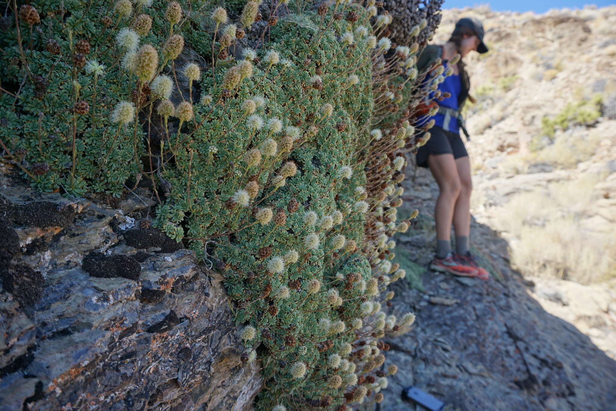 Image of Petrophytum caespitosum subsp. caespitosum