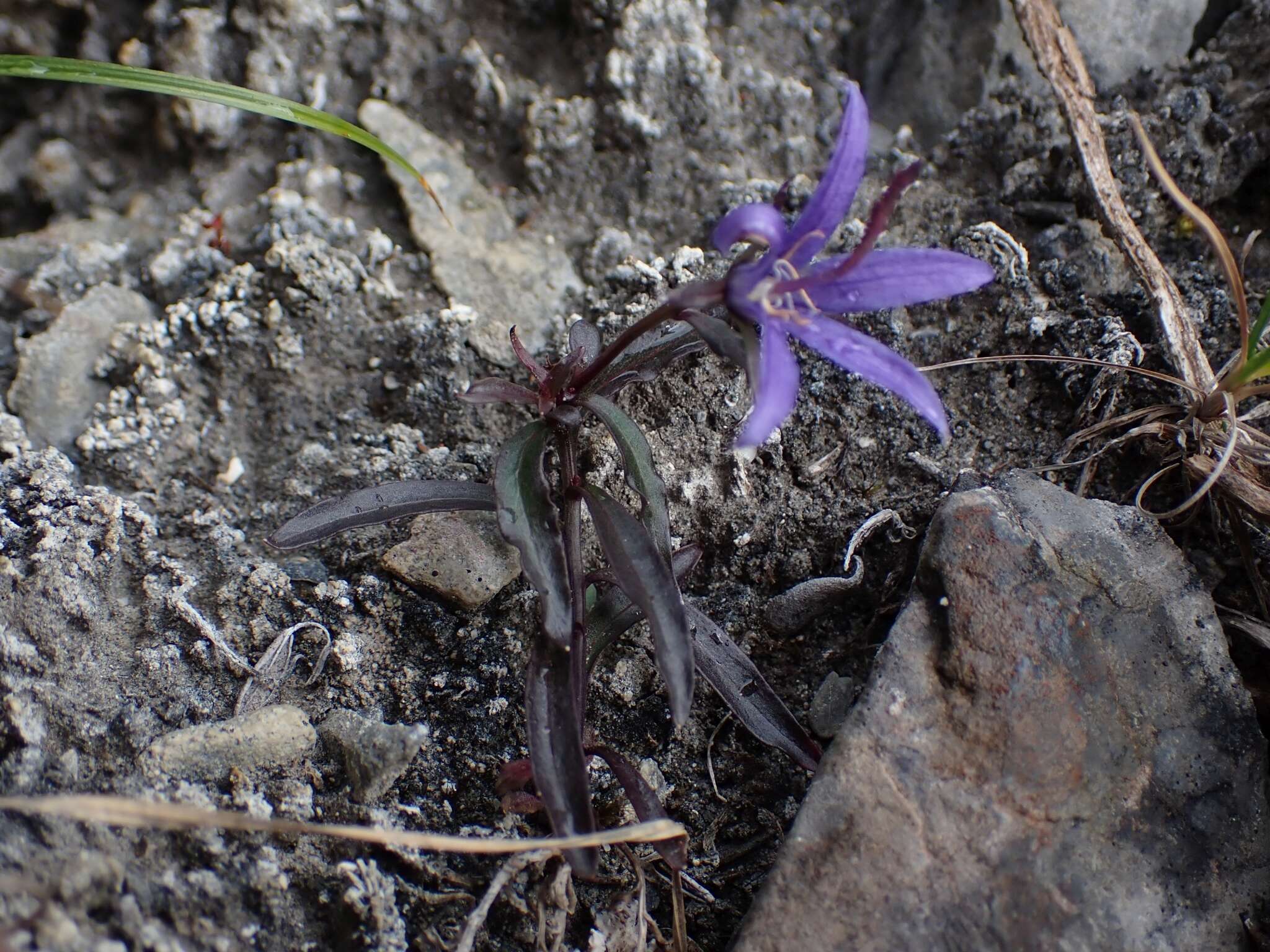 Sivun Campanula aurita Greene kuva