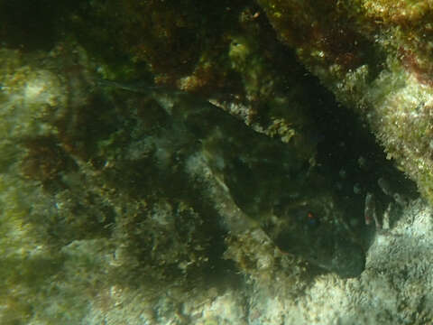 Image of Galapagos puffer