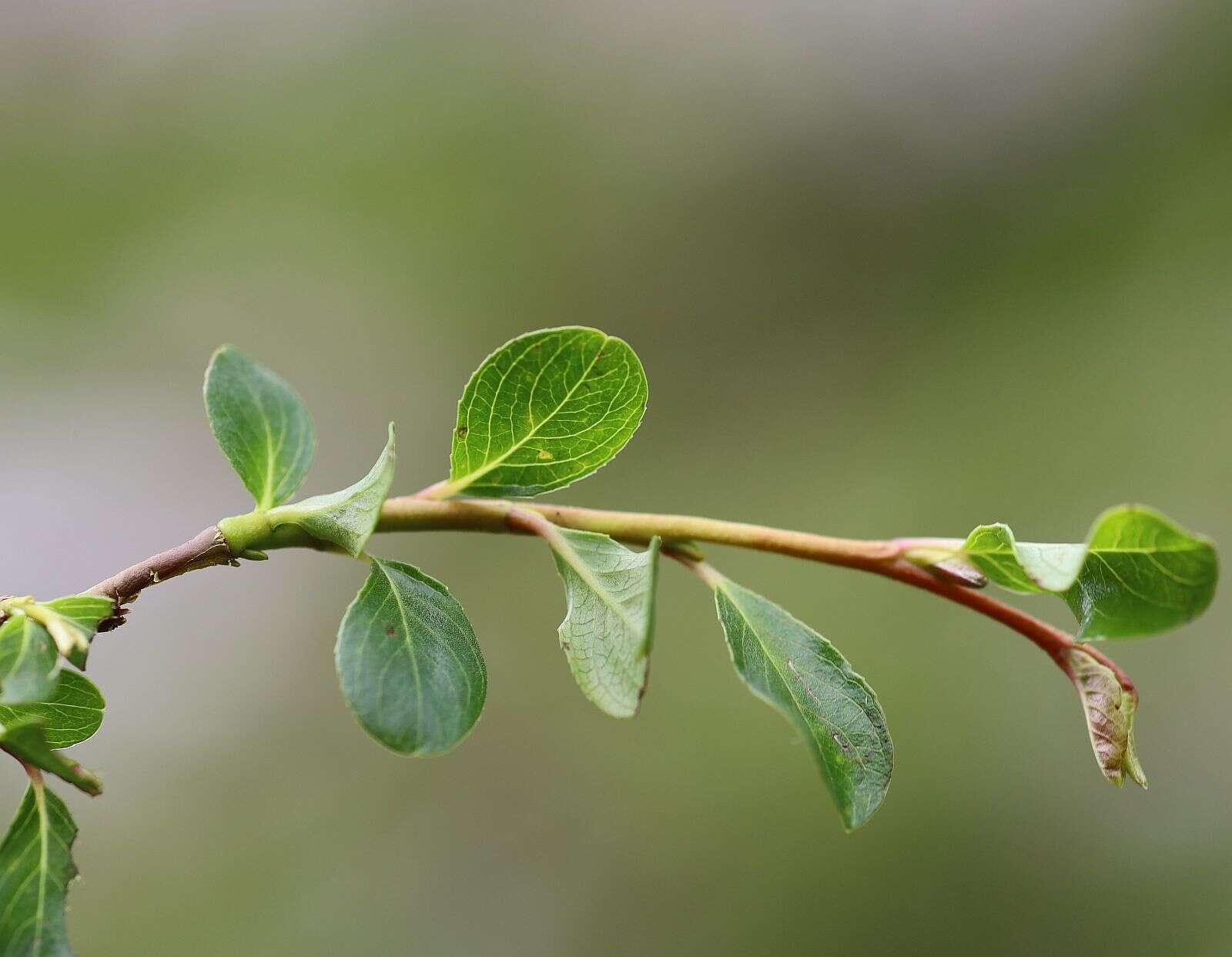 Image of Blunt-leaved Willow