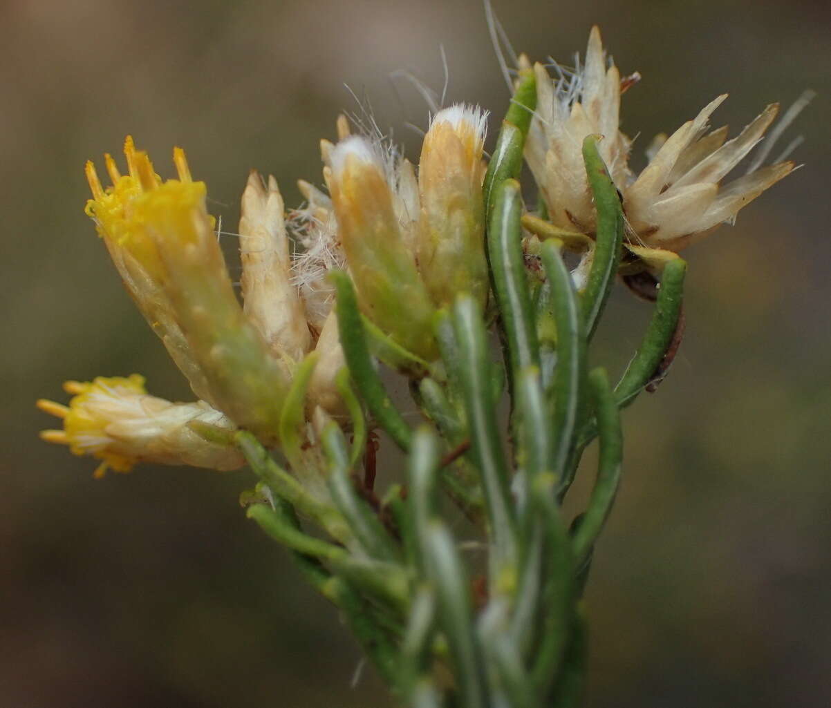 Imagem de Helichrysum hamulosum DC.