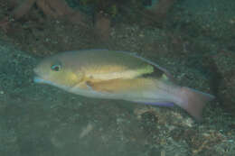 Image of Darkstripe tuskfish