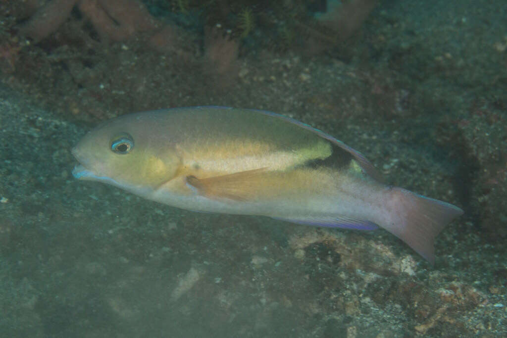 Image of Darkstripe tuskfish