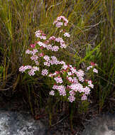 Image of Erica fastigiata var. fastigiata