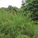 صورة Cladium mariscus subsp. mariscus