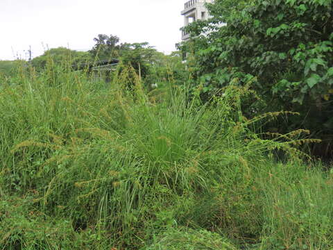 Imagem de Cladium mariscus subsp. mariscus