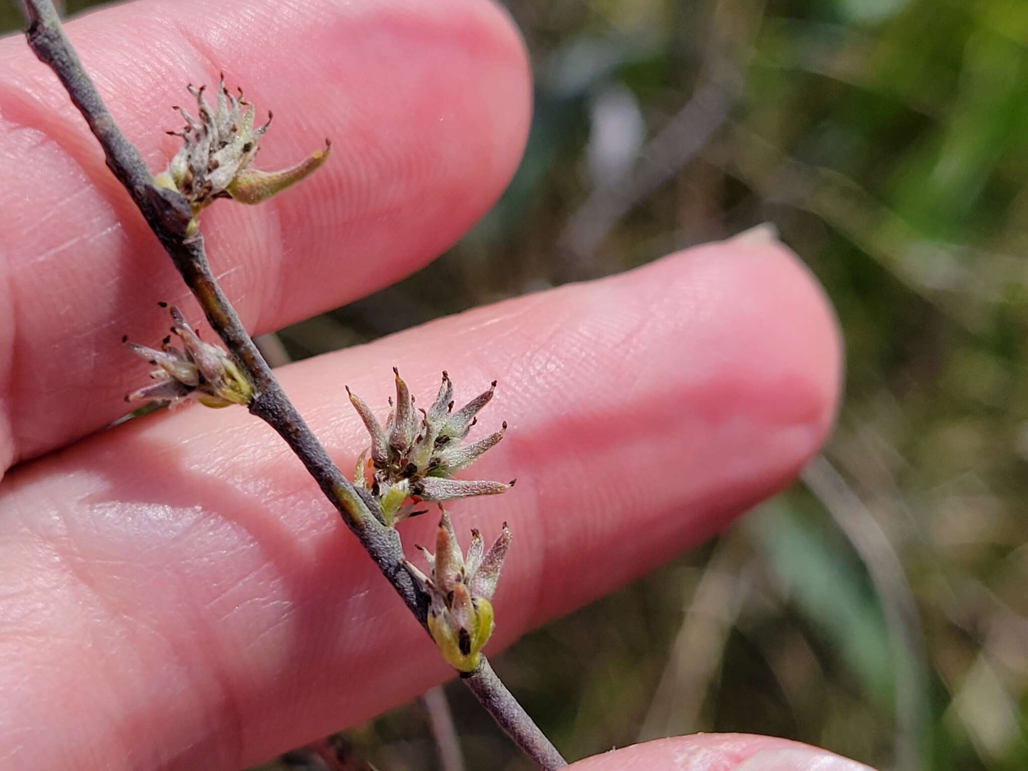 Image of prairie willow