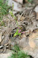 Image of Desmocladus fasciculatus (R. Br.) B. G. Briggs & L. A. S. Johnson