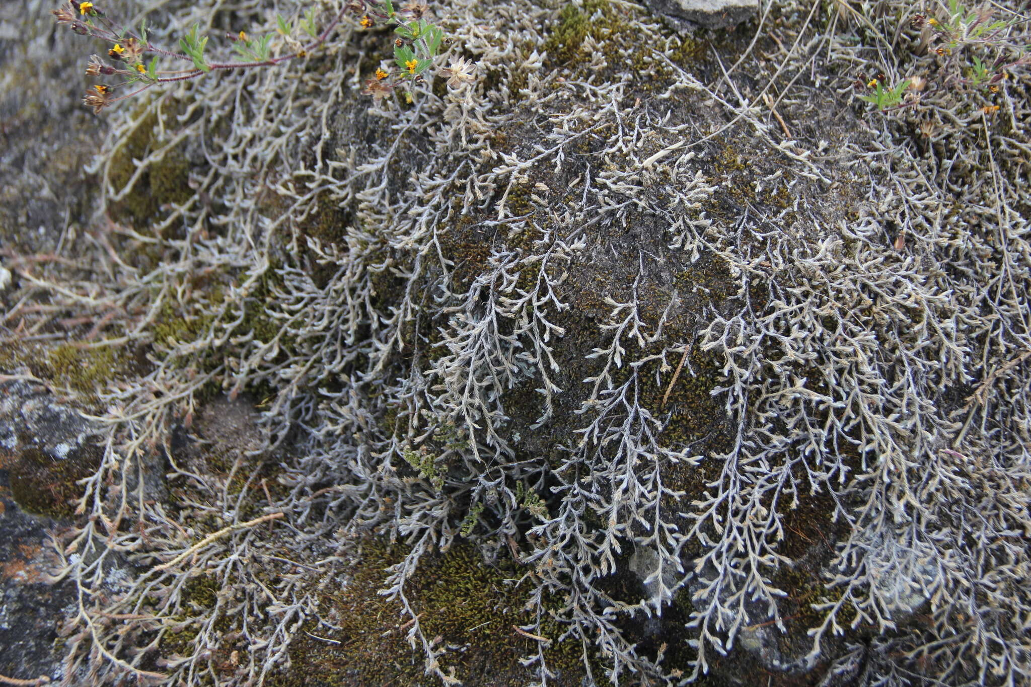 Image of Selaginella sellowii Hieron.