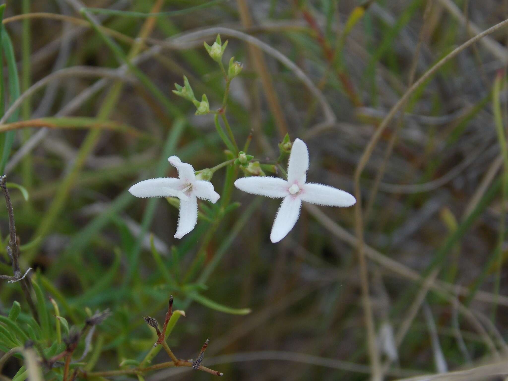 Image of diamondflowers