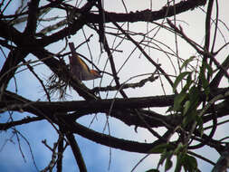 Image of Chestnut-backed Tanager