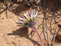 Imagem de Hirpicium armerioides (DC.) Roessler