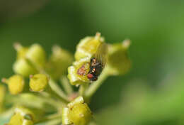 صورة Lamprolonchaea smaragdi (Walker 1849)