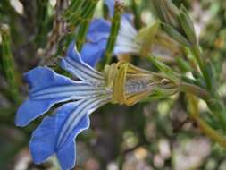 Image of Claw Leschenaultia