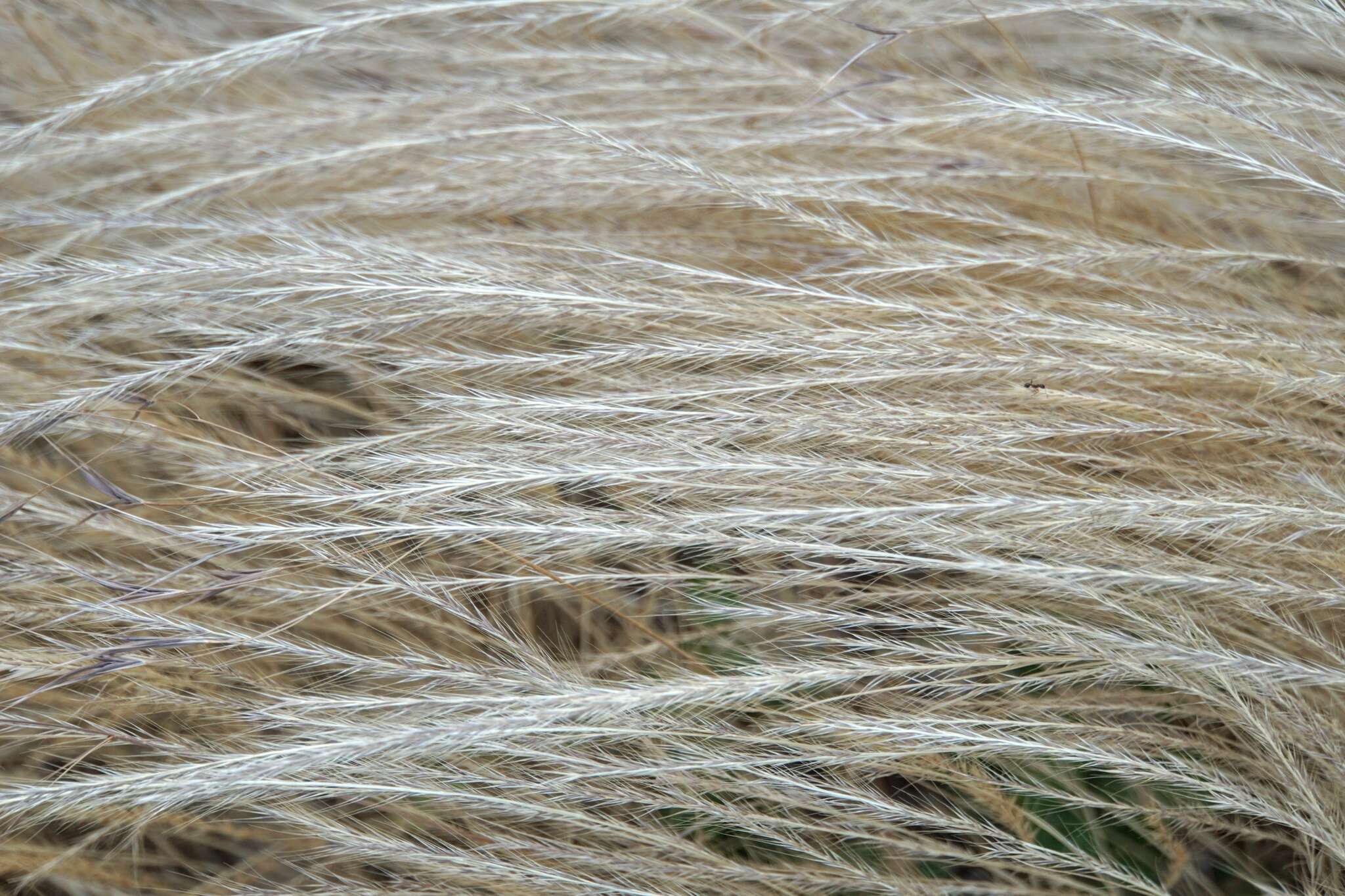 Image of fescue