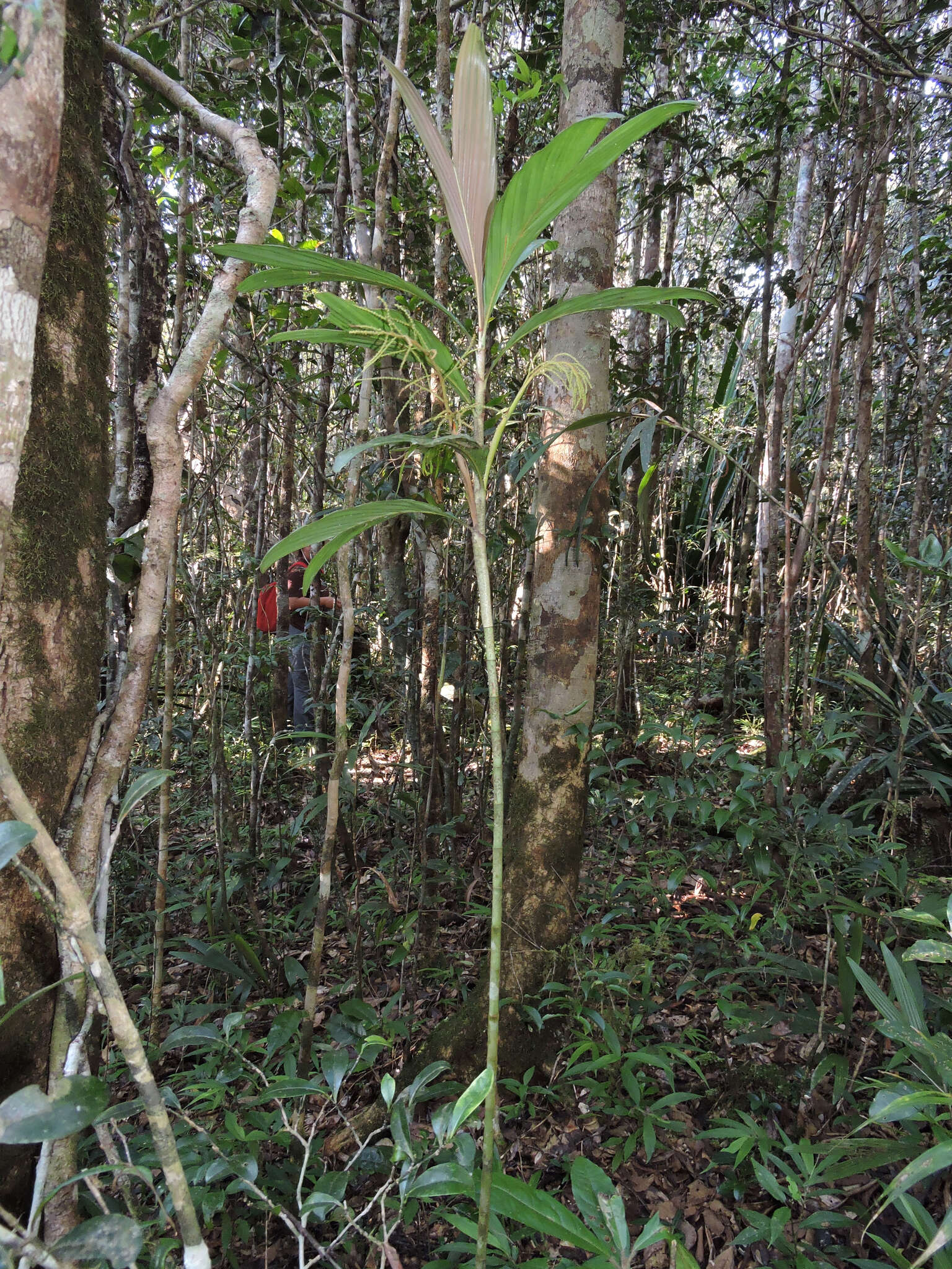 Image of Dypsis hildebrandtii (Baill.) Becc.