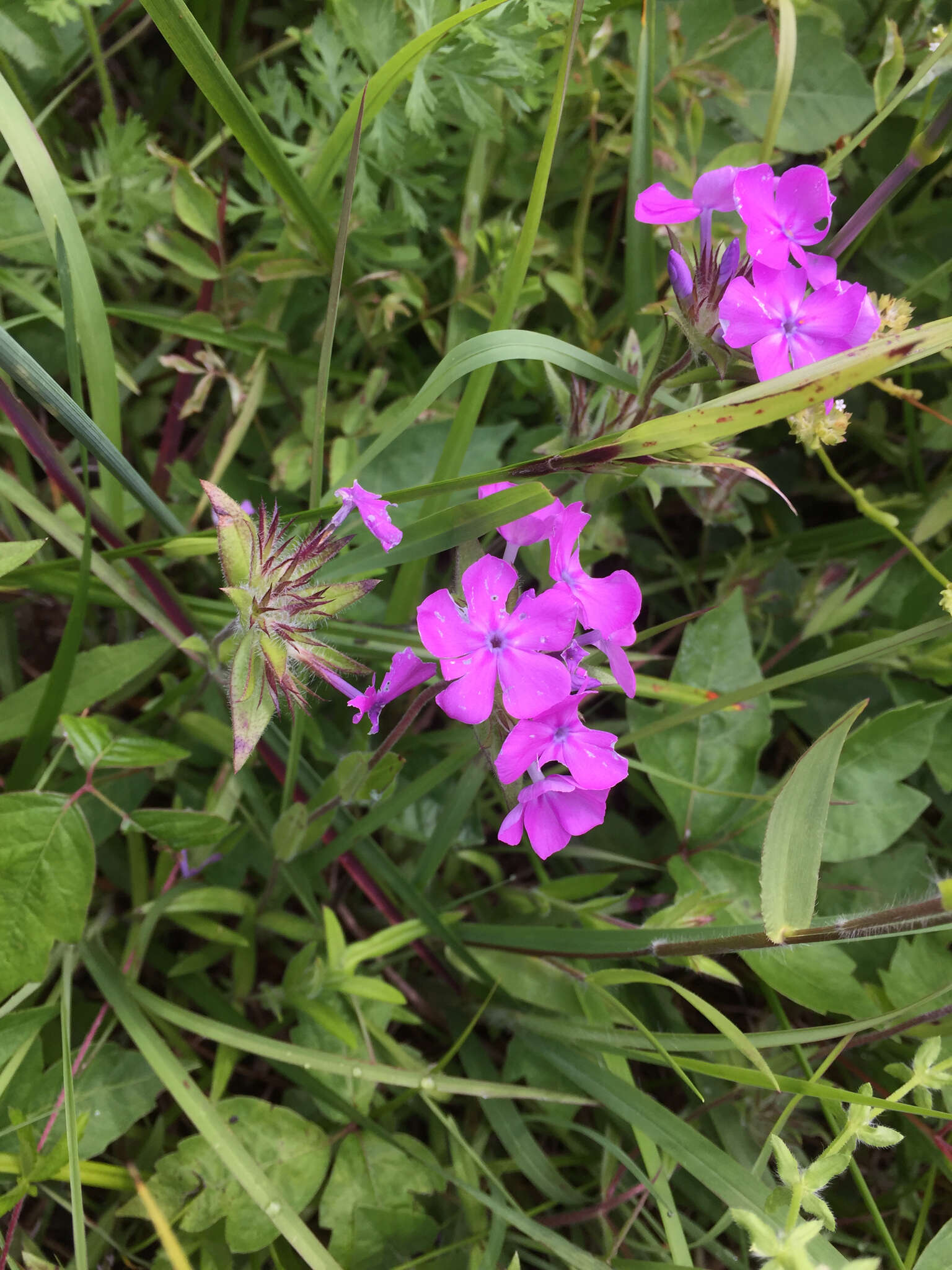 Image of hairy phlox