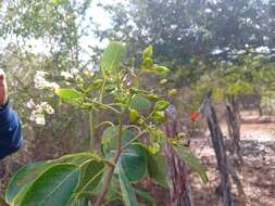 Image of Bourreria pulchra Millsp. ex Greenman