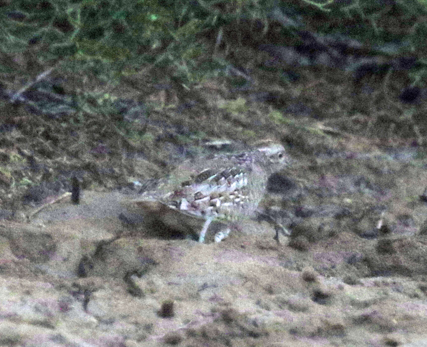 Image of Madagascan Buttonquail