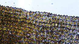 Image of small hairy screw-moss